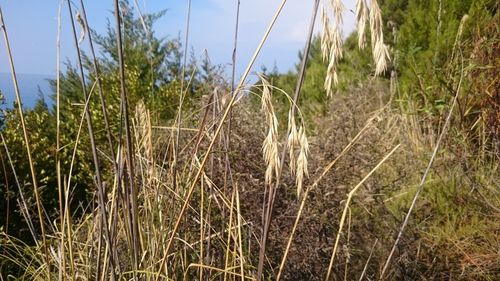 Close-up of wheat plants against sky