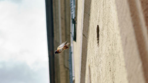 Close-up of lizard on wall