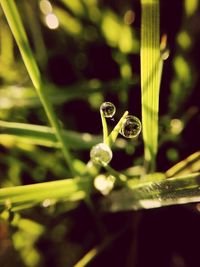 growth