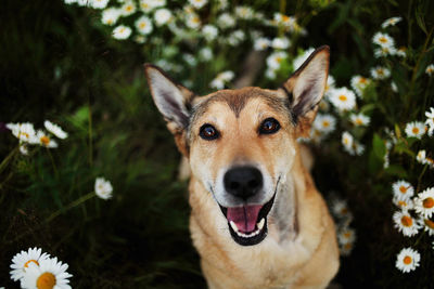 Close-up portrait of a dog