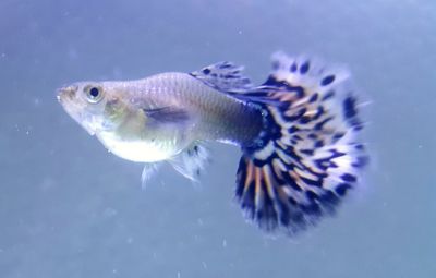 Close-up of fish swimming in water