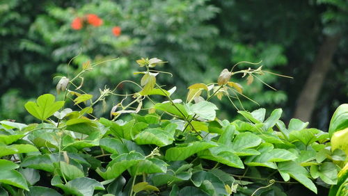 Close-up of green plants on flowering plant