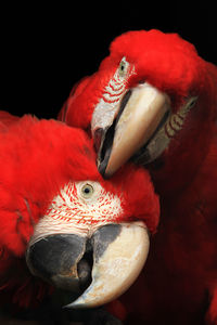 Close-up of parrots