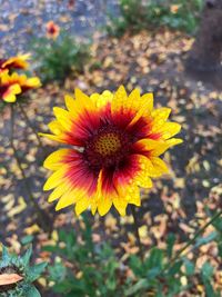 Close-up of yellow flower blooming on field