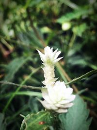 Close-up of white flowers blooming outdoors