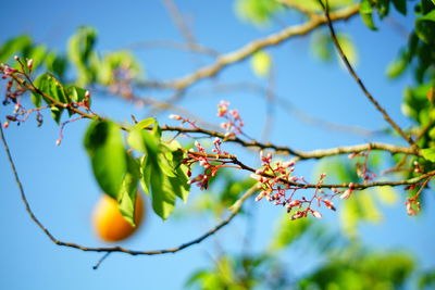 Low angle view of berries on tree against sky