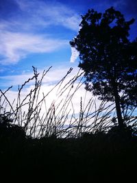 Low angle view of silhouette trees against sky