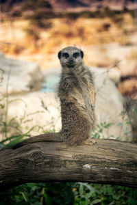Close-up of meerkat