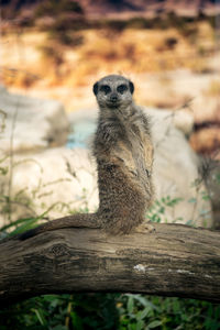 Full frame shot of meerkat sitting on large branch against natural background looking at camera 0060