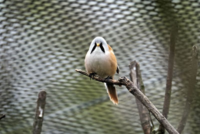 Close-up of bird perching on a tree