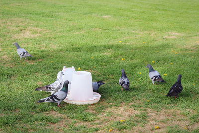 Pigeons on grassy field