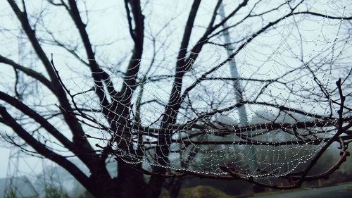 Close-up of spider web on bare tree
