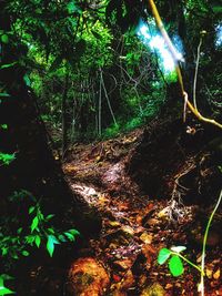 View of trees in forest at night