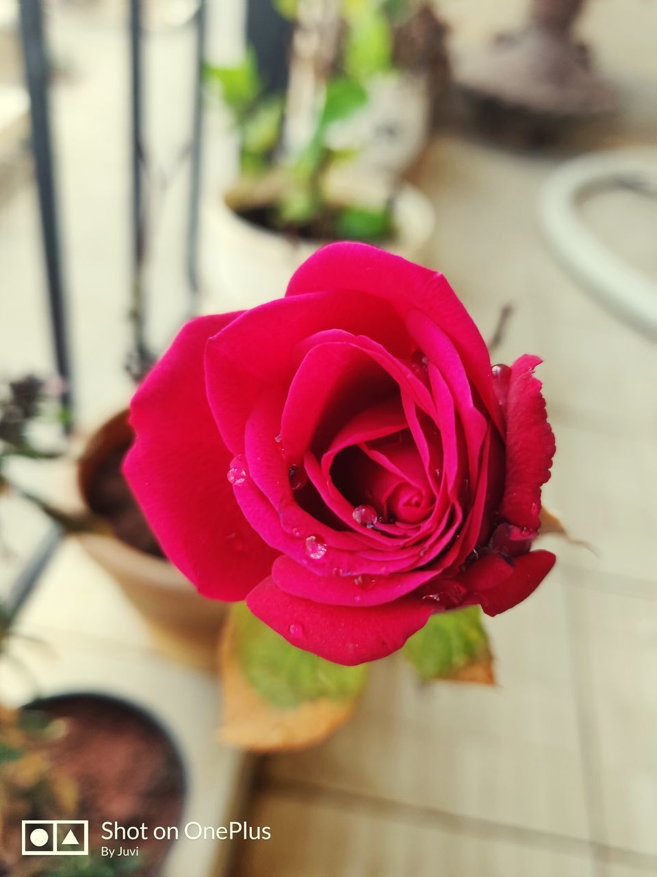 CLOSE-UP OF ROSE WITH PINK ROSES