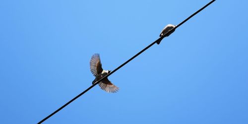 Low angle view of bird flying against clear blue sky