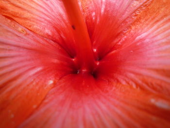Macro shot of red hibiscus flower