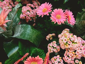 High angle view of pink flowers blooming outdoors