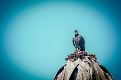 Low angle view of bird perching on rock