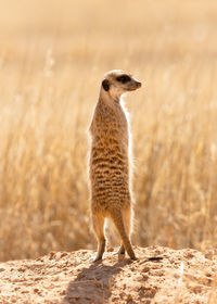 Meerkat  standing on a land
