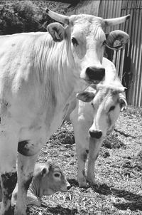 Close-up of cow standing on field
