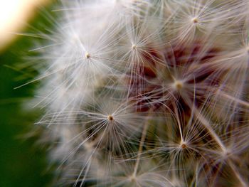 Close-up of dandelion on plant