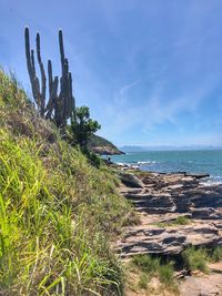 Rugged shoreline 