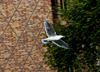 Seagull flying