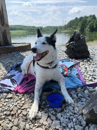 View of dog sitting on land