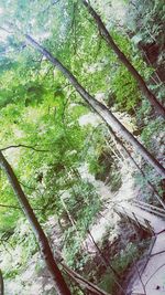 High angle view of trees in forest