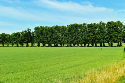 Trees on field against sky