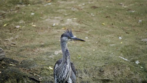 Gray heron on grassy field with reflection 