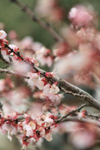 Close-up of cherry blossoms in spring