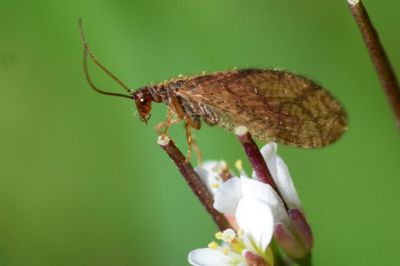 Close-up of butterfly on flower