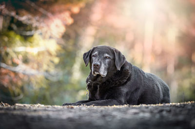 Close-up of dog