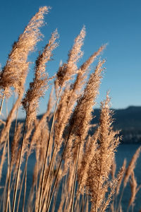 Close-up of stalks in field against sky