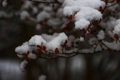 Close-up of frozen tree during winter