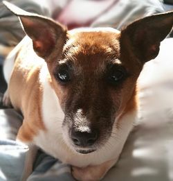 Close-up portrait of a dog