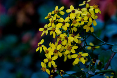 Close-up of yellow flowering plant