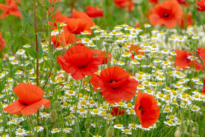 Close-up of a foeld of poppies flowering 