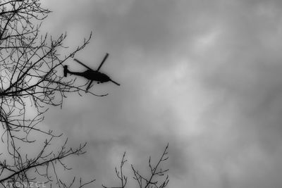 Low angle view of silhouette bird flying against sky