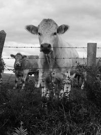 A cows gaze