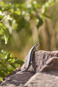 Close-up of lizard on rock