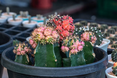 Close-up of potted plant