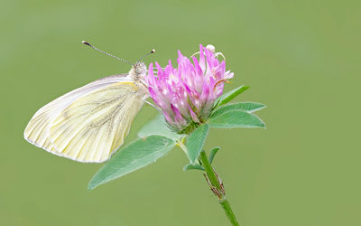 Close-up of butterfly pollinating on pink flower