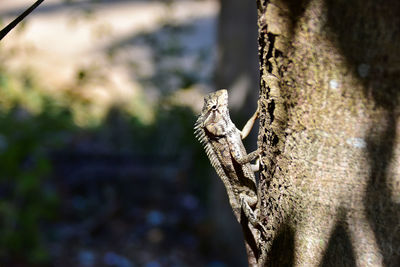 Lizard in the sunshine