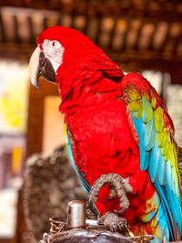 Close-up of parrot perching on tree