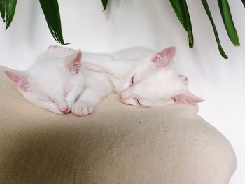 Close-up of a cat sleeping on bed