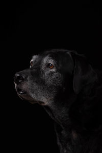 Close-up of dog over black background