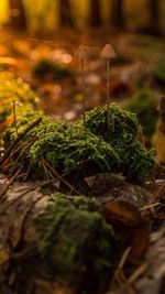 Close-up of plant growing on moss