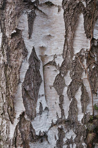 Full frame shot of tree trunk